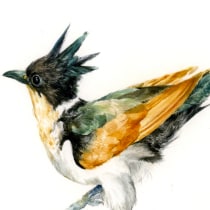 My project in Naturalist Bird Illustration with Watercolors course. Traditional illustration, Painting, and Watercolor Painting project by Amey - 09.11.2020