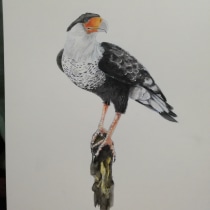 Mi primer ave: El carancho. Un proyecto de Pintura a la acuarela de Maria Lujan - 13.09.2020