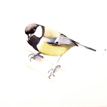 My project in Naturalist Bird Illustration with Watercolors course, Great tit, Marsh tit, Nuthatch. Watercolor Painting project by funke.jan - 10.16.2020