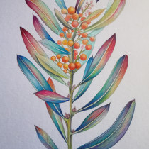 Mi Proyecto del curso: Ilustración botánica con acuarela. Un projet de Illustration traditionnelle et Illustration botanique de ENRIQUE PARRA - 09.12.2020