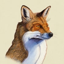 FOX (Valpues Valpues). Traditional illustration project by Mauro - 04.13.2020