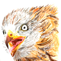 Milano Real en las alturas. Mi Proyecto del curso: Ilustración naturalista de aves con acuarela. Un proyecto de Ilustración tradicional de Loli Crespo - 14.01.2021