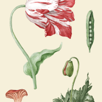 My project in Botanical Illustration with Watercolors course. Digital Painting project by Michał Huniewicz - 02.11.2021