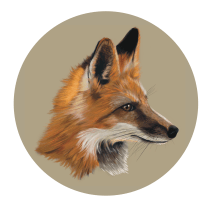 My project in Naturalist Animal Illustration with Procreate course: Red Fox Ein Projekt aus dem Bereich Digitale Zeichnung von Diana Poell - 14.02.2021