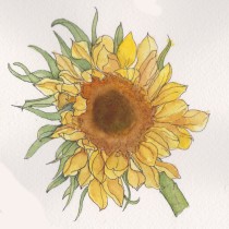 My project in Botanical Sketchbooking: A Meditative Approach course. Traditional illustration, Sketching, Drawing, Watercolor Painting, Botanical Illustration, and Sketchbook project by Susan Singer - 06.10.2021