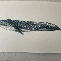 Mi Proyecto del curso: Técnicas de ilustración naturalista: ballenas en acuarela. Un proyecto de Ilustración, Diseño de carteles, Ilustración digital y Dibujo manga de galiaarte - 04.10.2021