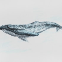 MirOrca (Orca + Blue Whale in Watercolor course). Un progetto di Illustrazione tradizionale, Design di poster , Illustrazione digitale e Manga di miro.pobox - 29.10.2021