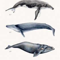 Mi Proyecto del curso: Técnicas de ilustración naturalista: ballenas en acuarela. Un proyecto de Ilustración, Bellas Artes y Pintura a la acuarela de Begoña Blázquez Parro - 02.01.2022