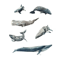 Mi Proyecto del curso: Técnicas de ilustración naturalista: ballenas en acuarela. Un proyecto de Ilustración tradicional, Diseño de carteles, Ilustración digital y Manga de Adrián Rayón - 02.02.2022