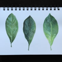 My project for course: Realistic Botanical Watercolor Drawing. Design, Traditional illustration, Fine Arts, Painting, Watercolor Painting, and Botanical Illustration project by Moon Evans - 07.28.2022