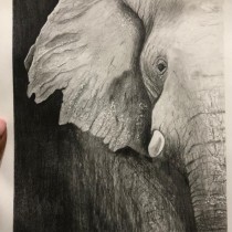 My project for course: Naturalistic Animal Drawing with Graphite Pencil Ein Projekt aus dem Bereich Traditionelle Illustration, Bleistiftzeichnung, Zeichnung und Naturalistische Illustration von intrepidshilpa - 07.10.2022