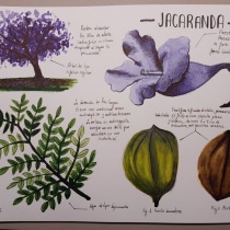 Estudio de la Jacaranda. Ilustração, Pintura em aquarela, Ilustração botânica, e Sketchbook projeto de Irene T. R. - 26.10.2022