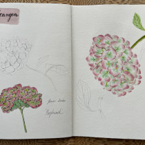 My project for course: Botanical Watercolor Sketchbook. Ilustração, Pintura em aquarela, Ilustração botânica, e Sketchbook projeto de Lana - 12.11.2022