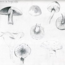 Mi proyecto del curso: Cuaderno botánico en acuarela. Ilustração, Pintura em aquarela, Ilustração botânica, e Sketchbook projeto de Camila González Acevedo - 31.12.2022