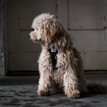 Mein Abschlussprojekt für den Kurs: Lifestyle-Fotografie mit Hunden. Un proyecto de Fotografía, Fotografía de retrato, Fotografía para Instagram, Fotografía documental, Fotografía Lifest y le de Ina Röttger - 19.02.2023