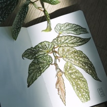 My project for course: Botanical Sketchbooking: A Meditative Approach. Ilustração tradicional, Esboçado, Desenho, Pintura em aquarela, Ilustração botânica, e Sketchbook projeto de Алина Зозуля - 29.03.2023