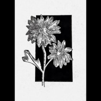 Fujiko Rose - Project Ein Projekt aus dem Bereich Illustration, Artistische Zeichnung, Botanische Illustration und Illustration mit Tinte von Nura Osman - 15.04.2023