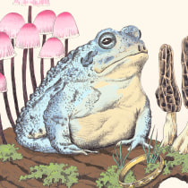 Magic Toad. Un proyecto de Ilustración, Dibujo, Dibujo realista e Ilustración naturalista				 de cyrillesaura - 06.05.2023