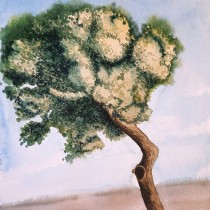Meu projeto do curso: Pintura em aquarela: explore técnicas de pincel seco