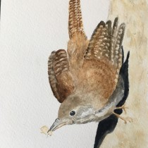 My project for course: Artistic Watercolor Techniques for Illustrating Birds. Un projet de Illustration traditionnelle, Aquarelle, Dessin réaliste et Illustration naturaliste de Jan Kent - 11.08.2023