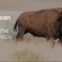 Endagered Species El Carmen: American Bison Cemex. Cop, writing, Video, Social Media, Stor, telling, Mobile Marketing, Video Editing, Filmmaking, Script, Facebook Marketing, YouTube Marketing, Communication, and Narrative project by efren - 09.23.2023