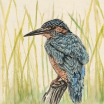 My project for course: Naturalist Illustration with Ballpoint Pen - Common Kingfisher. Traditional illustration, Drawing, Realistic Drawing, and Naturalistic Illustration project by Richa Kedia - 10.24.2023