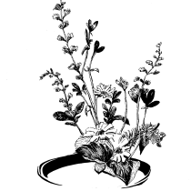 My project for course: Contemporary Botanical Illustration with Ink. Un progetto di Illustrazione tradizionale, Disegno artistico, Illustrazione botanica e Illustrazione con inchiostro di Tim Hsieh - 19.11.2023