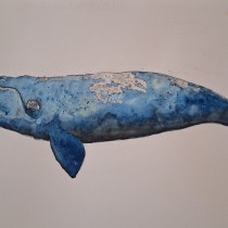 My project for course: Naturalist Illustration Techniques: Whales in Watercolor. Un proyecto de Bellas Artes, Pintura, Pintura a la acuarela e Ilustración naturalista				 de Monika Swanepoel - 11.12.2023