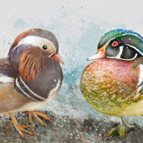 My project for course: Artistic Watercolor Techniques for Illustrating Birds. Projekt z dziedziny Trad, c, jna ilustracja, Malowanie akwarelą, R, sunek realist, czn, Ilustracja naturalist i czna użytkownika sharonrevans - 13.12.2023