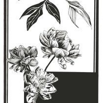 Il mio progetto del corso: Illustrazione botanica contemporanea a inchiostro. Un progetto di Illustrazione tradizionale, Disegno artistico, Illustrazione botanica e Illustrazione con inchiostro di Giorgia Migli - 30.12.2023
