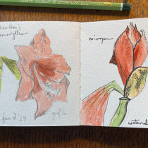 My project for course: Botanical Watercolor Sketchbook. Traditional illustration, Watercolor Painting, Botanical Illustration, and Sketchbook project by kcizek - 01.07.2024