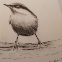 My project for course: Artistic Watercolor Techniques for Illustrating Birds. Un progetto di Illustrazione tradizionale, Pittura ad acquerello, Disegno realistico e Illustrazione naturalistica di Caroline Mann - 16.01.2024