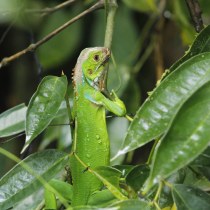 Mi proyecto del curso: Costa Rica y su Biodiversidad única.. Un projet de Photographie , et Photographie numérique de Esteban Apablaza Hormazabal - 10.02.2024