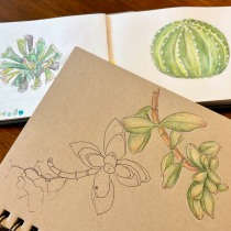 My project for course: Botanical Sketchbooking: A Meditative Approach. Traditional illustration, Sketching, Drawing, Watercolor Painting, Botanical Illustration, and Sketchbook project by pat kuenning - 02.13.2024