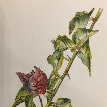 My project for course: Botanical Sketchbooking: A Meditative Approach. Traditional illustration, Sketching, Drawing, Watercolor Painting, Botanical Illustration, and Sketchbook project by Shelley Lehmann - 02.15.2024
