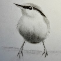 My project for course: Artistic Watercolor Techniques for Illustrating Birds. Traditional illustration, Watercolor Painting, Realistic Drawing, and Naturalistic Illustration project by theresadark - 03.08.2024