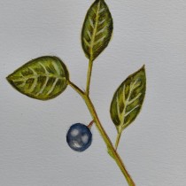 Mi proyecto del curso: Ilustración botánica con acuarela. Traditional illustration, Fine Arts, Painting, Drawing, Watercolor Painting, and Botanical Illustration project by Marta Fernández - 03.12.2024