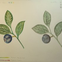 Mi proyecto del curso: Ilustración botánica con acuarela. Traditional illustration, Fine Arts, Painting, Drawing, Watercolor Painting, and Botanical Illustration project by praga - 03.12.2024