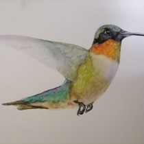 My project for course: Artistic Watercolor Techniques for Illustrating Birds. Traditional illustration, Watercolor Painting, Realistic Drawing, and Naturalistic Illustration project by bejuleo1 - 03.19.2024