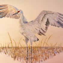 My project for course: Naturalist Bird Illustration with Watercolors  SANDHILL CRANE. Un projet de Illustration traditionnelle, Aquarelle, Dessin réaliste et Illustration naturaliste de dcranes2damron - 29.03.2024