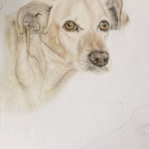 Mi proyecto del curso: Retratos de Mascotas en Lápices de Colores. Un proyecto de Dibujo de Retrato, Dibujo realista y Dibujo con lápices de colores de julieta oliva - 30.03.2024
