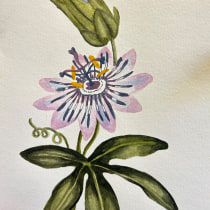 Mi proyecto del curso: Ilustración botánica con acuarela. Traditional illustration, Fine Arts, Painting, Drawing, Watercolor Painting, and Botanical Illustration project by Valentina Alarcón - 04.07.2024