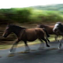 Hum and beast. Un projet de Photographie de xose quiroga - 13.06.2010