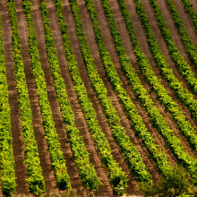 Rioja Alavesa. Photograph project by F.Javier Fdez Bordonada - 09.07.2010