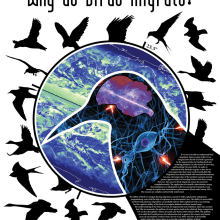Why do Birds Migrate / Convention Poster. Un proyecto de Diseño, Ilustración y Publicidad de Vicente Sánchez - 20.01.2011