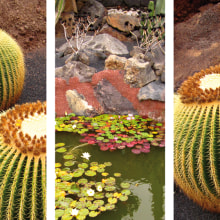 Jardín de cactus. Un proyecto de Fotografía de Elisabeth Sánchez Hernández - 14.10.2011