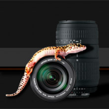 Gecko Fotógrafos. Projekt z dziedziny Design i Programowanie użytkownika HOJA ROJA - 09.05.2012
