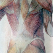 estudio anatomico, lapices sobre papel. Traditional illustration project by Josefa Lopez Guerrero - 07.16.2012