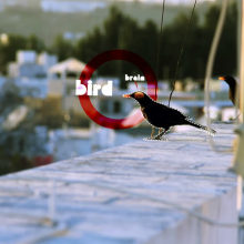 Tracking_Birds. Un proyecto de Motion Graphics, Cine, vídeo y televisión de Alejandro Landero Fernández - 12.08.2012