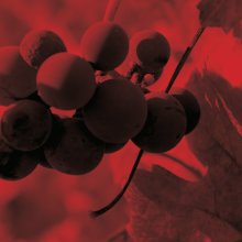 works for Wineries. Design, and Advertising project by Alba Dizy - 08.17.2012